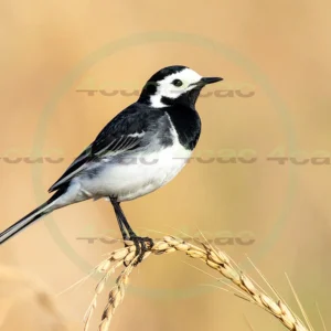 4cP013128AI生成素材