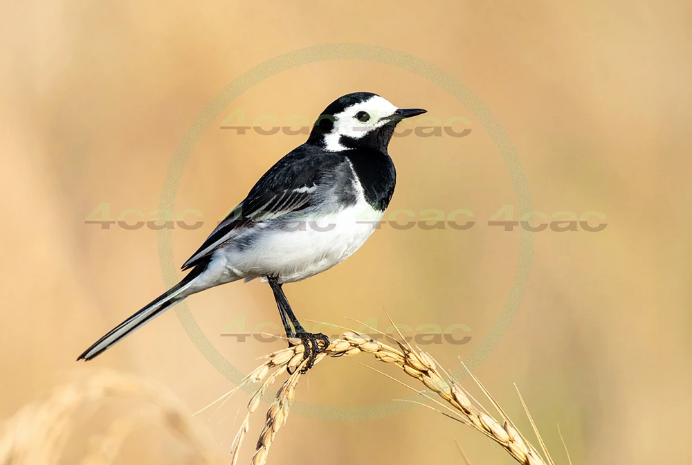 4cP013128AI生成素材