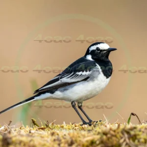 4cP013129AI生成素材