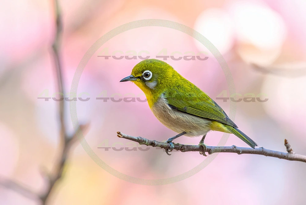 4cP013130AI生成素材