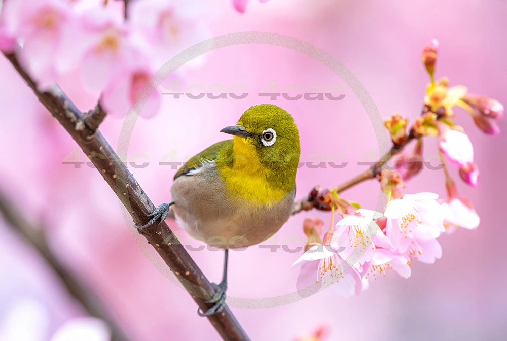 4cP013131AI生成素材