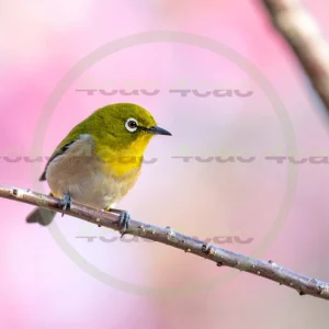 4cP013132AI生成素材