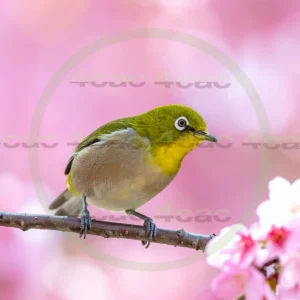 4cP013133AI生成素材