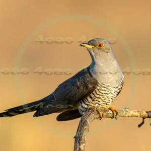 4cP013134AI生成素材