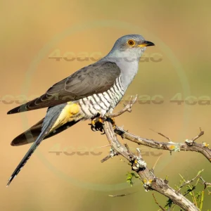 4cP013135AI生成素材