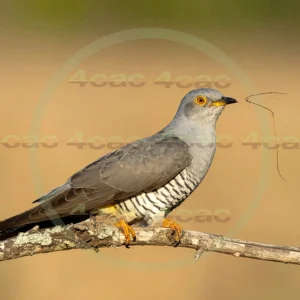 4cP013136AI生成素材