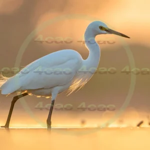 4cP013137AI生成素材