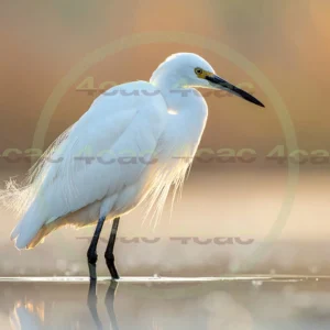 4cP013138AI生成素材