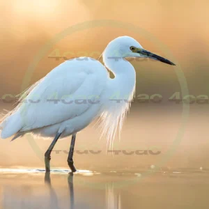 4cP013139AI生成素材