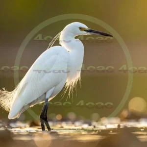 4cP013140AI生成素材