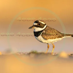 4cP013141AI生成素材