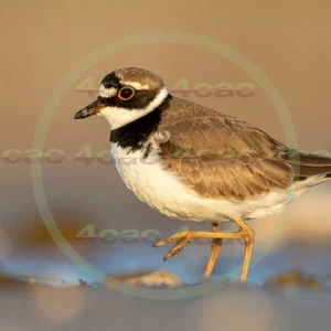 4cP013142AI生成素材