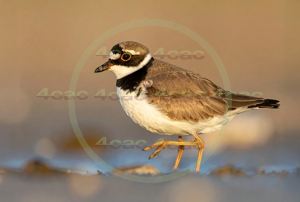 4cP013142AI生成素材