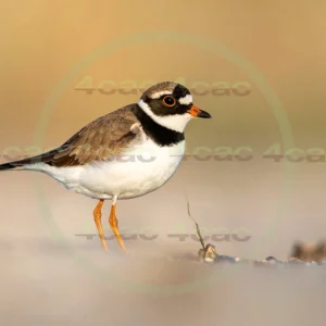 4cP013143AI生成素材