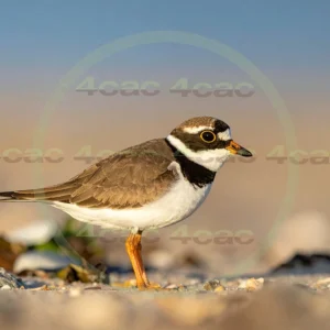 4cP013144AI生成素材