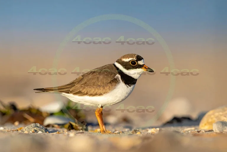 4cP013144AI生成素材