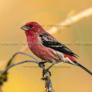 4cP013145AI生成素材