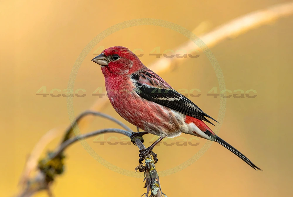 4cP013145AI生成素材