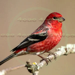 4cP013146AI生成素材