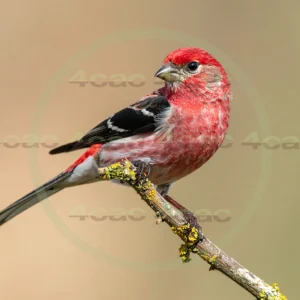 4cP013147AI生成素材