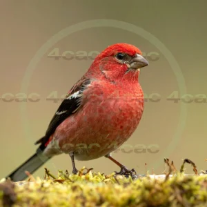 4cP013148AI生成素材