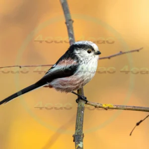 4cP013149AI生成素材