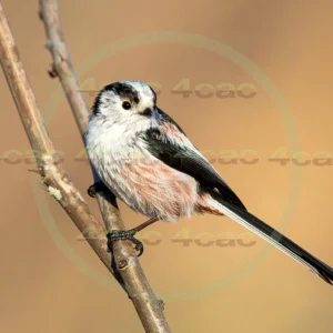 4cP013150AI生成素材