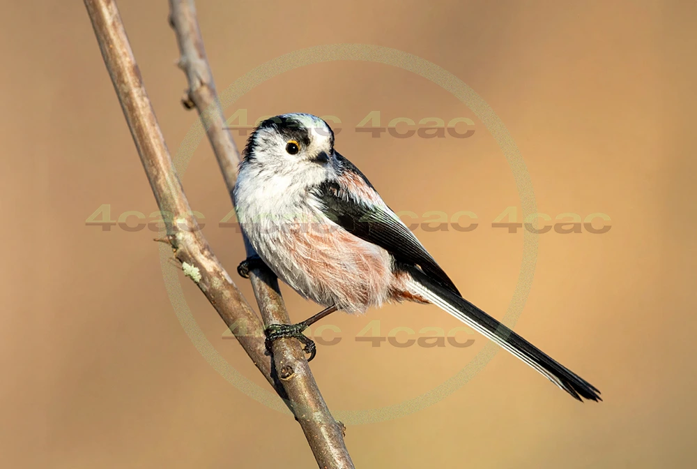 4cP013150AI生成素材