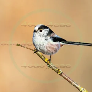 4cP013151AI生成素材