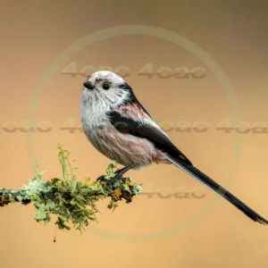 4cP013152AI生成素材