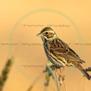 4cP013153AI生成素材