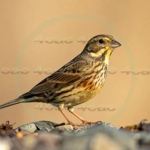 4cP013154AI生成素材