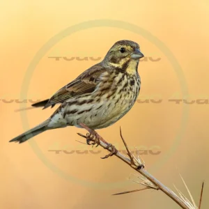 4cP013155AI生成素材