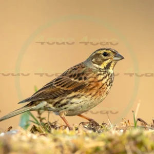 4cP013156AI生成素材