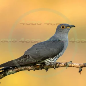 4cP013157AI生成素材