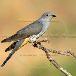 4cP013158AI生成素材