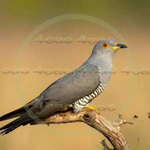 4cP013159AI生成素材