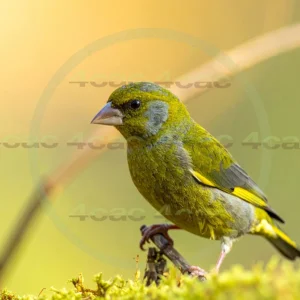 4cP013160AI生成素材