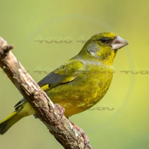 4cP013161AI生成素材