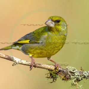 4cP013162AI生成素材