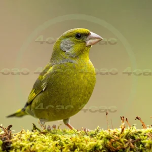 4cP013163AI生成素材