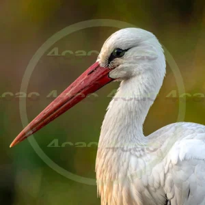 4cP013167AI生成素材