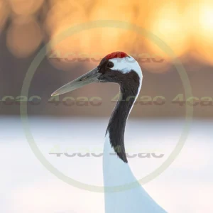 4cP013174AI生成素材