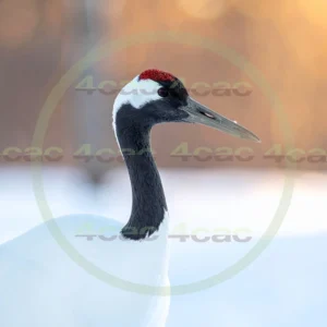 4cP013175AI生成素材