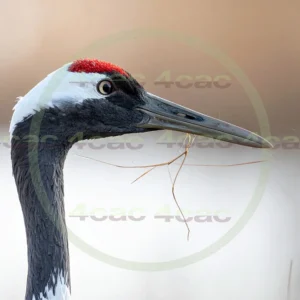 4cP013176AI生成素材