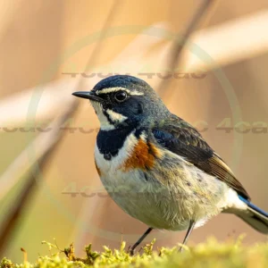 4cP013177AI生成素材