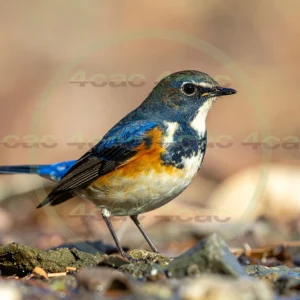 4cP013178AI生成素材