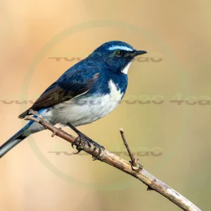 4cP013179AI生成素材