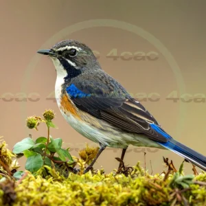 4cP013180AI生成素材