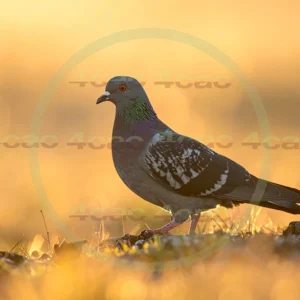 4cP013181AI生成素材